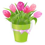 pink-tulips-vector-17615498