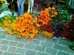 Mexican_marigold